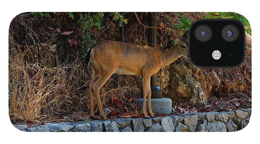Deer iPhone 12 Case featuring the photograph Deer by Peter Ponzio