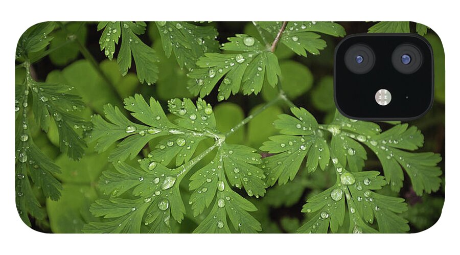 Flora iPhone 12 Case featuring the photograph Dewey Leaves by Jon Ares