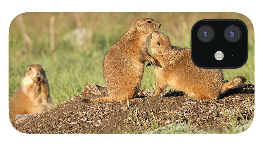 Prairie Dogs iPhone 12 Case featuring the photograph Do you HAVE to do that in public by Larry Ricker
