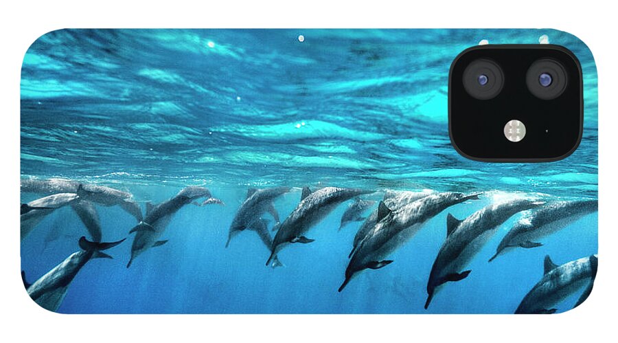Sea iPhone 12 Case featuring the photograph Dolphin Dive by Sean Davey