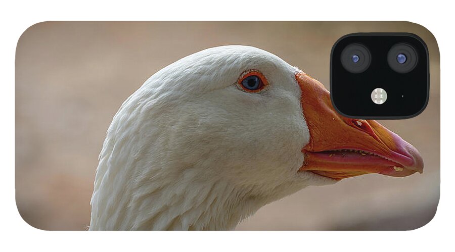 Bird iPhone 12 Case featuring the photograph Domestic Goose by Douglas Killourie