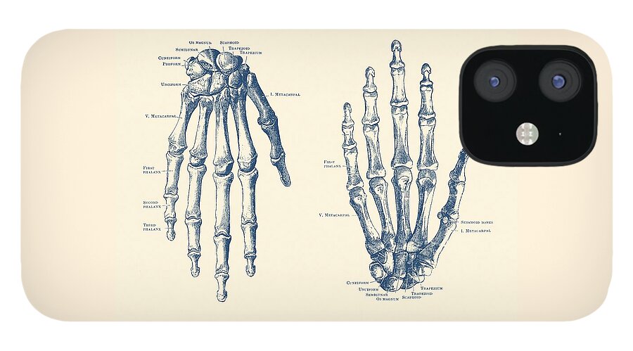 Skeleton iPhone 12 Case featuring the drawing Double Hand Skeletal Diagram - Vintage Anatomy Print by Vintage Anatomy Prints