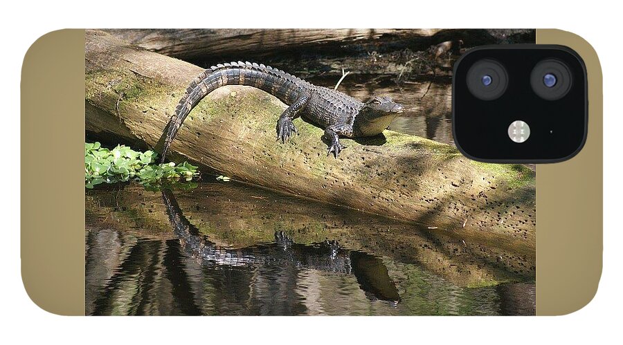 Florida iPhone 12 Case featuring the photograph Double Trouble by Lindsey Floyd