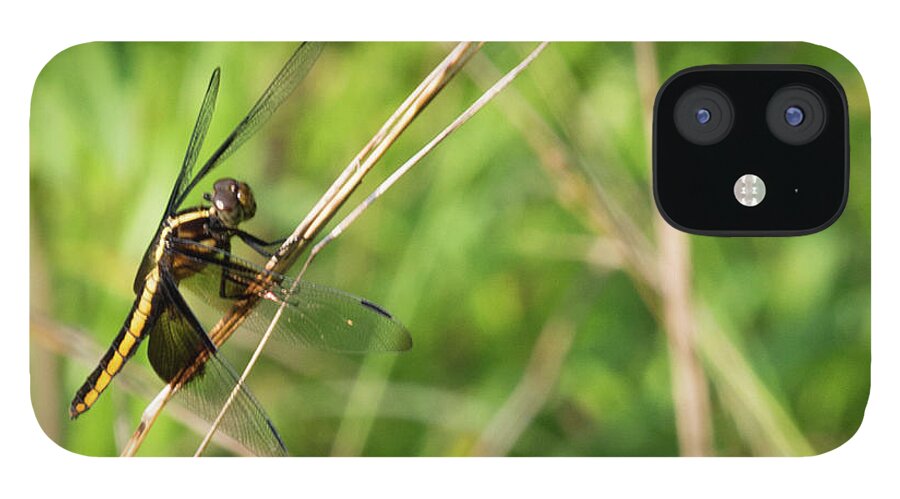 Dragonfly iPhone 12 Case featuring the photograph Dragonfly by John Benedict