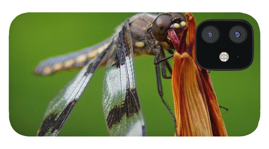 Dragonfly iPhone 12 Case featuring the photograph Dragonfly Portrait 2 by Ben Upham III