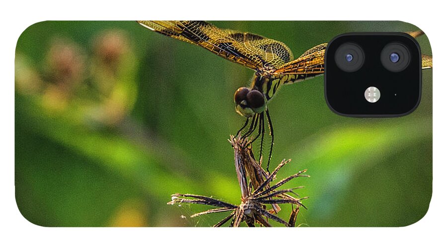 Dragonfly iPhone 12 Case featuring the photograph Dragonfly resting on flower by Wolfgang Stocker