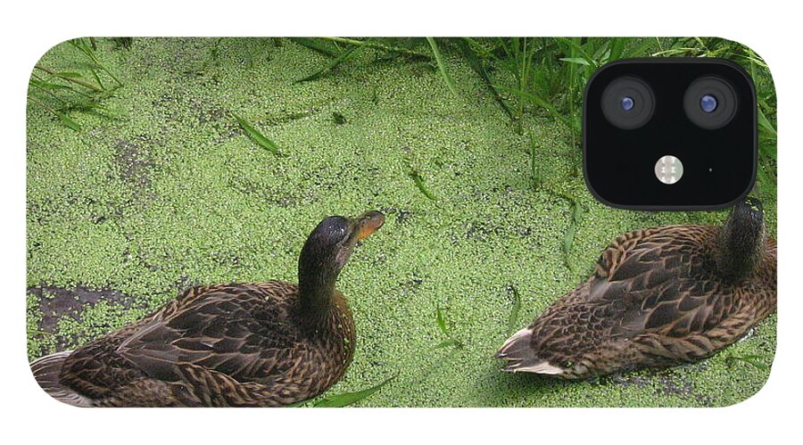 Duck iPhone 12 Case featuring the photograph Ducks in Pond by Devorah Shoshanna