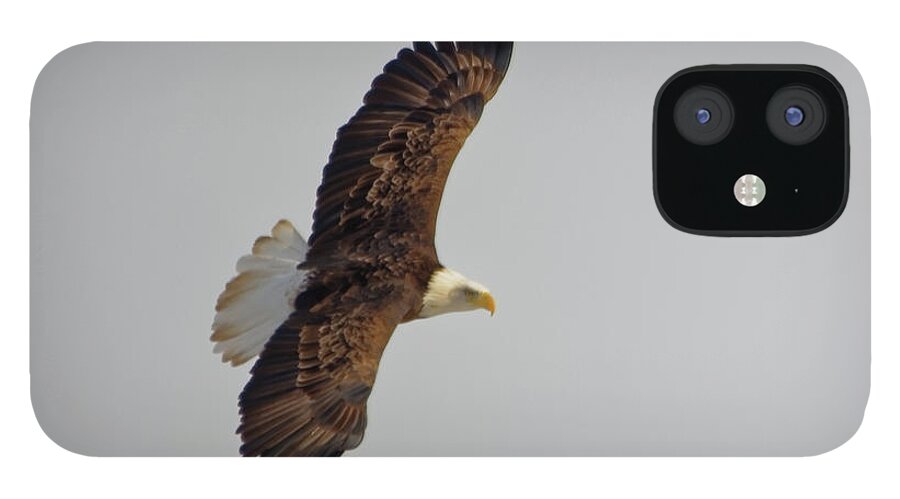 Bald Eagle iPhone 12 Case featuring the photograph Eagle in flight by Peter Ponzio