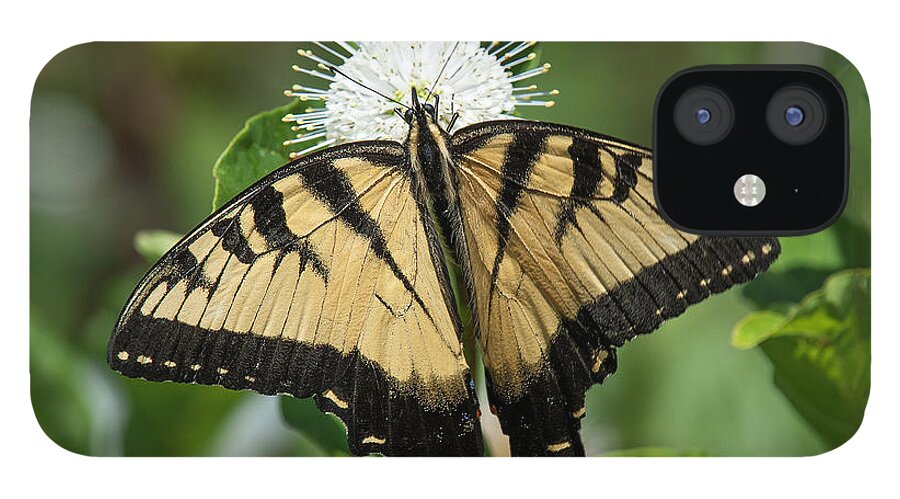 Marsh iPhone 12 Case featuring the photograph Eastern Tiger Swallowtail DIN0254 by Gerry Gantt