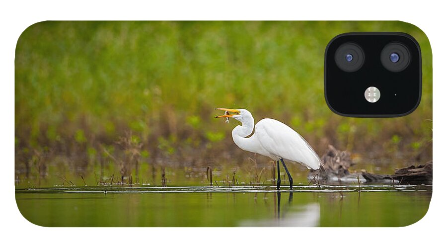Nature iPhone 12 Case featuring the photograph Egret Feeding by Jeff Phillippi