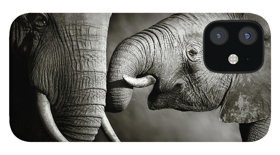 Elephant; Interact; Touch; Gently; Trunk; Young; Large; Small; Big; Tusk; Together; Togetherness; Passionate; Affectionate; Behavior; Art; Artistic; Black; White; B&w; Monochrome; Image; African; Animal; Wildlife; Wild; Mammal; Animal; Two; Moody; Outdoor; Nature; Africa; Nobody; Photograph; Addo; National; Park; Loxodonta; Africana; Muddy; Caring; Passion; Affection; Show; Display; Reach iPhone 12 Case featuring the photograph Elephant affection by Johan Swanepoel