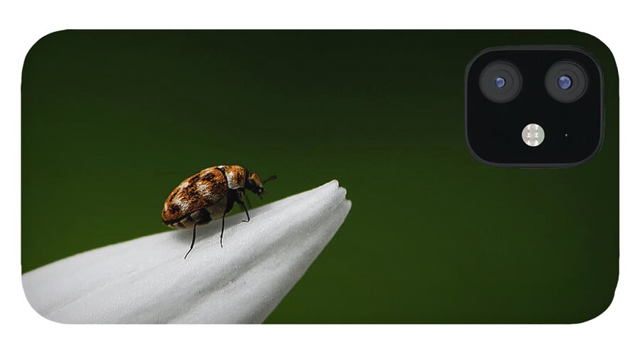 Bug iPhone 12 Case featuring the photograph End of the Road by Andrea Silies