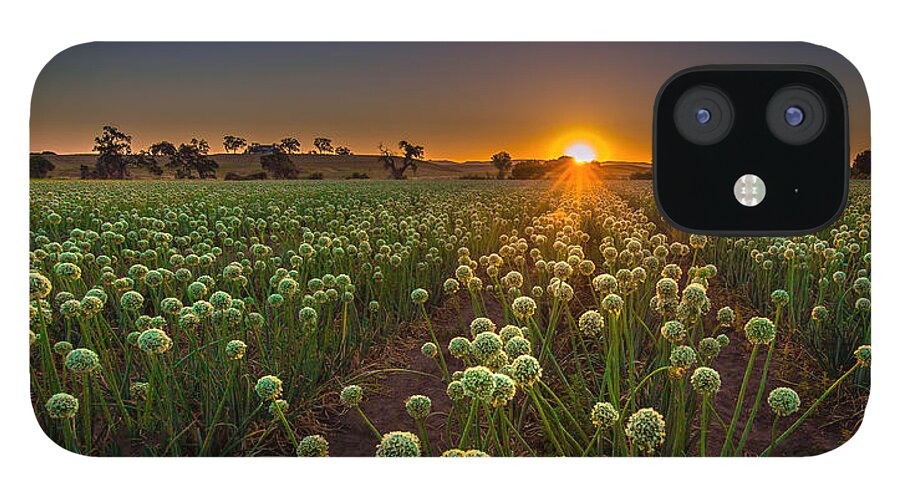Sunrise iPhone 12 Case featuring the photograph Enlightenment by Tim Bryan