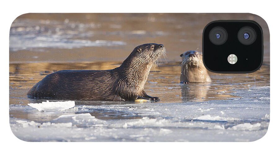 Otter iPhone 12 Case featuring the photograph Evening Sun by Douglas Kikendall