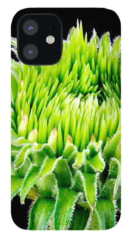 Coneflower iPhone 12 Case featuring the photograph Extreme Green by Jim Hughes