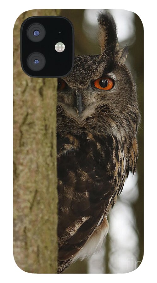 Owls iPhone 12 Case featuring the photograph Eye Spy by Heather King