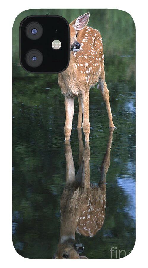 Deer iPhone 12 Case featuring the photograph Fawn Reflection by Sandra Bronstein