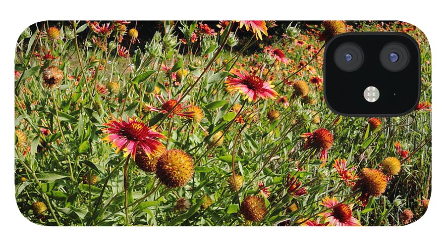 Firewheel Wildflower iPhone 12 Case featuring the photograph Firewheel Wildflower by John Moyer