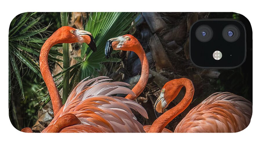 Chinese Fan Palm iPhone 12 Case featuring the photograph Flamingo Moves by Liesl Walsh