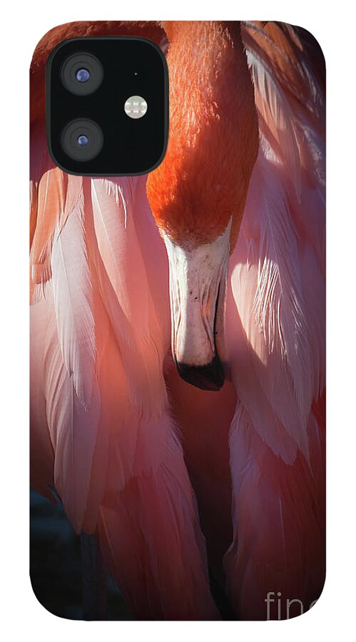 Dramatic Lighting iPhone 12 Case featuring the photograph Flamingo Stillness by Liesl Walsh