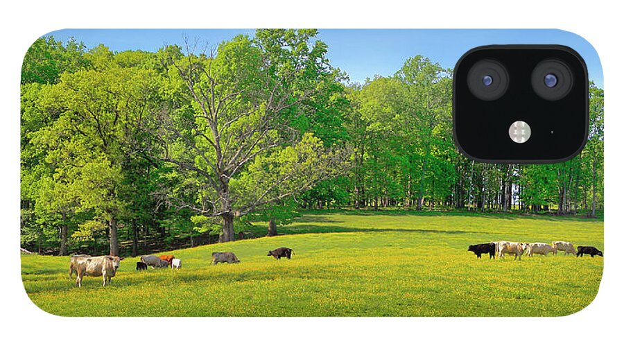 Yellow Flowering Cow Pasture iPhone 12 Case featuring the photograph Flowering Cow Pasture by The James Roney Collection