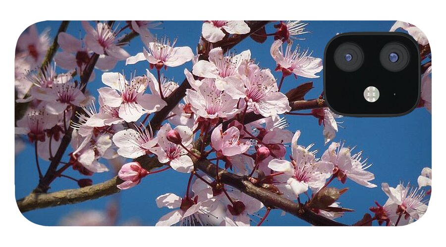 Bloom iPhone 12 Case featuring the photograph Flowering of the Plum Tree 5 by Jean Bernard Roussilhe