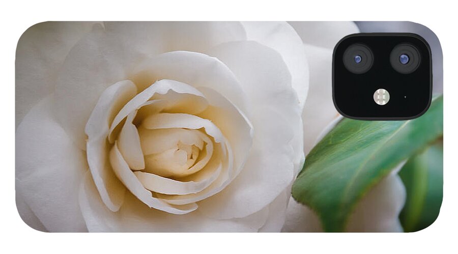 Flowers iPhone 12 Case featuring the photograph Fluffy Petals by Tim Stanley