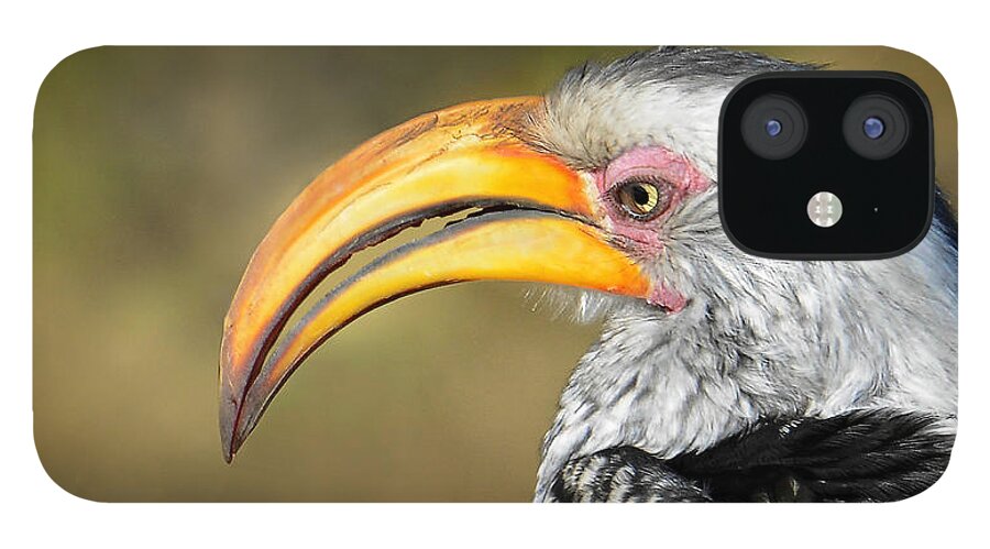 Southern Yellow Billed Hornbill iPhone 12 Case featuring the photograph Flying Banana by Joe Bonita