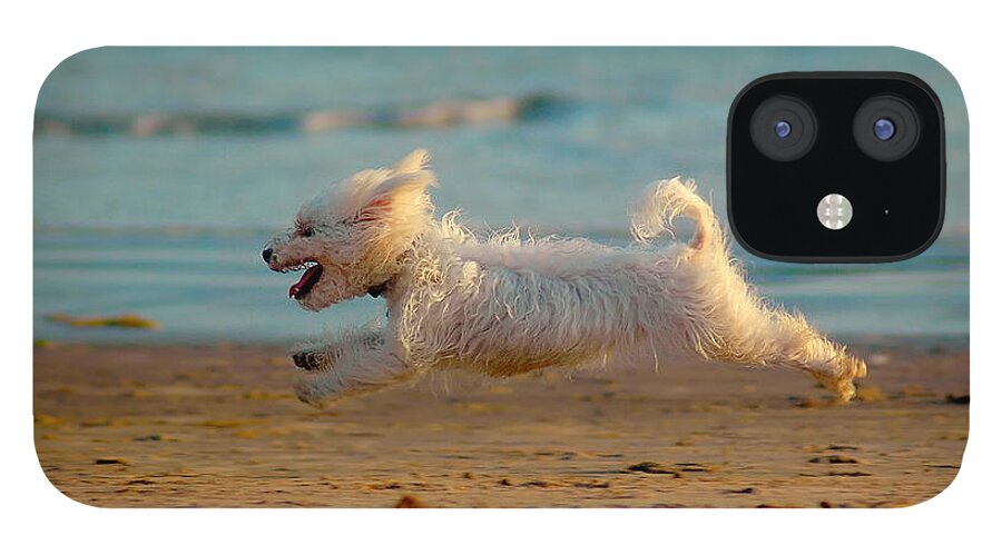 Dog iPhone 12 Case featuring the photograph Flying Dog by Harry Spitz