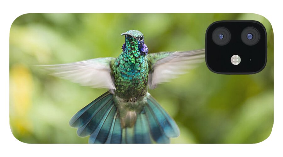 Animals In The Wild iPhone 12 Case featuring the photograph Flying Green violetear hummingbird by Oscar Gutierrez