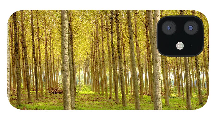 Wostphoto iPhone 12 Case featuring the photograph Forest in Autumn by Wolfgang Stocker