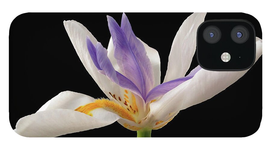 Wall Art iPhone 12 Case featuring the photograph Fortnight Lily on Black by Kelly Holm
