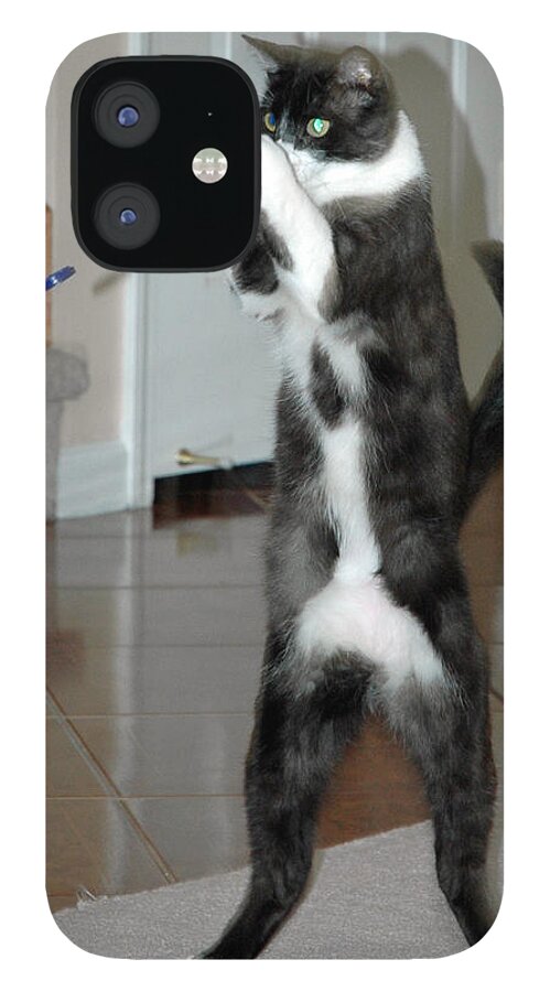 Usa iPhone 12 Case featuring the photograph Frisbee Cat by LeeAnn McLaneGoetz McLaneGoetzStudioLLCcom