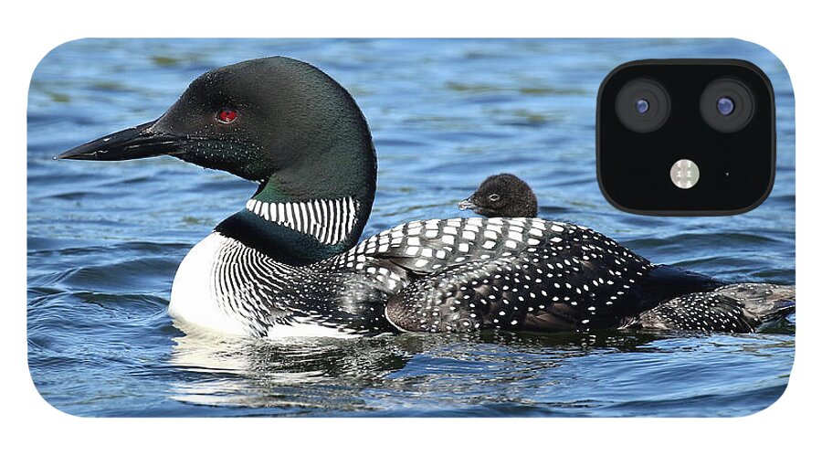 Loon iPhone 12 Case featuring the photograph Front Row Center by Heather King