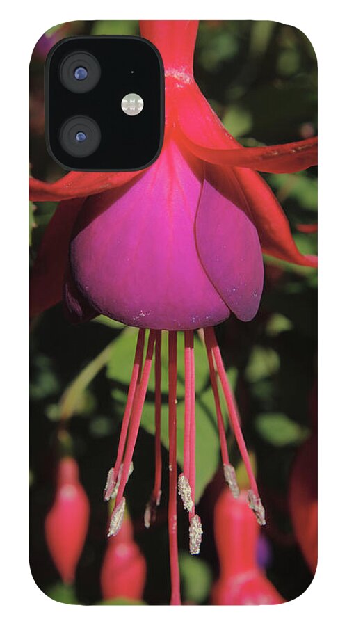 Flower iPhone 12 Case featuring the photograph Fuchsia Explosion by Adrian Wale