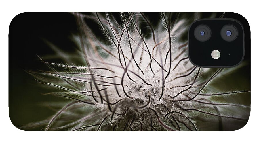 Botanical iPhone 12 Case featuring the photograph Fuzzy Flower Seedhead by Venetta Archer