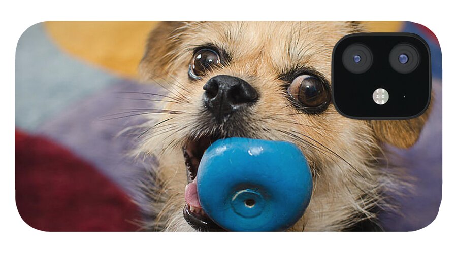 Dog Photography iPhone 12 Case featuring the photograph Gas by Irina ArchAngelSkaya
