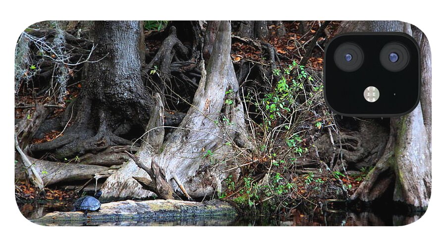 Cypress Knees iPhone 12 Case featuring the photograph Giant Cypress Knees by Barbara Bowen