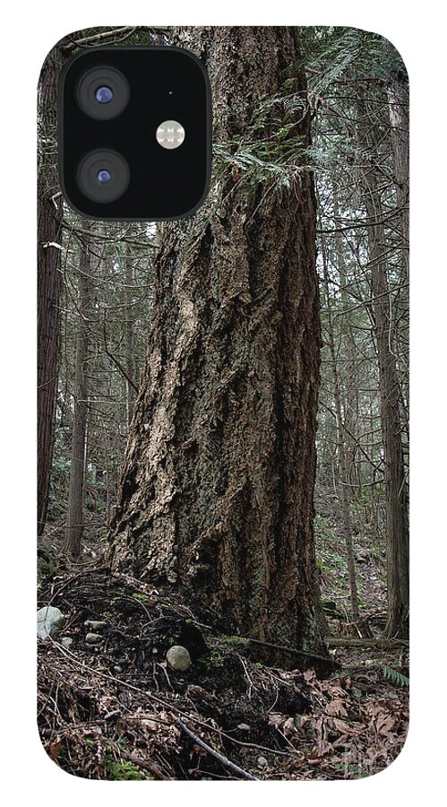Tree iPhone 12 Case featuring the photograph Giant by David Hillier