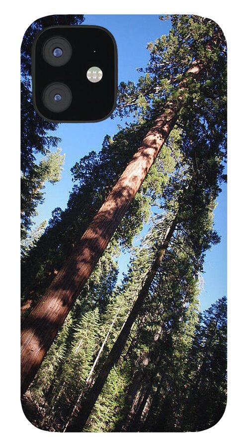 Giant Redwoods iPhone 12 Case featuring the photograph Giant Redwood Trees by Jeff Lowe