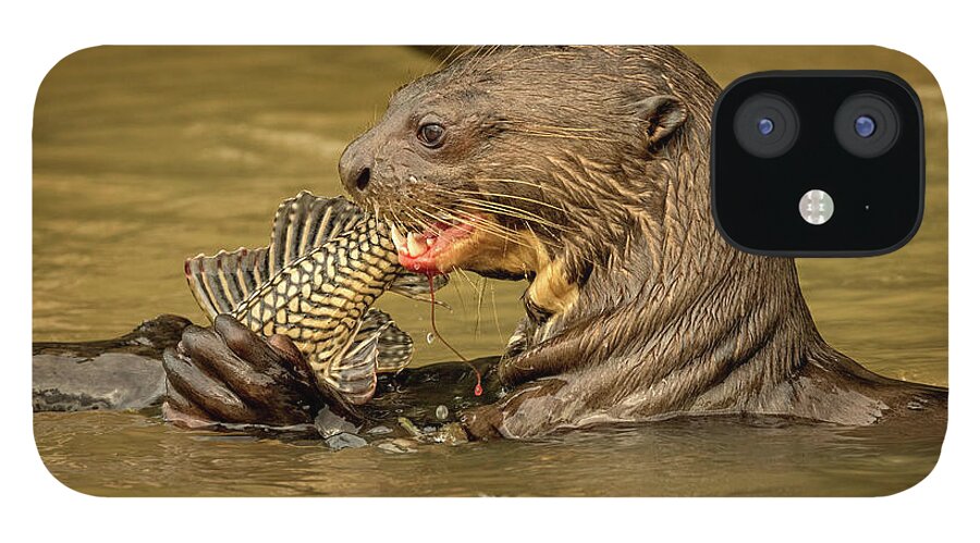 Otter iPhone 12 Case featuring the photograph Giant River Otter by Steven Upton