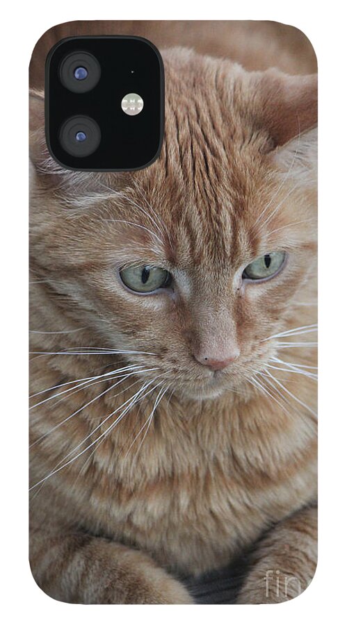 Ginger Tabby iPhone 12 Case featuring the photograph Ginger Cat by Donna L Munro