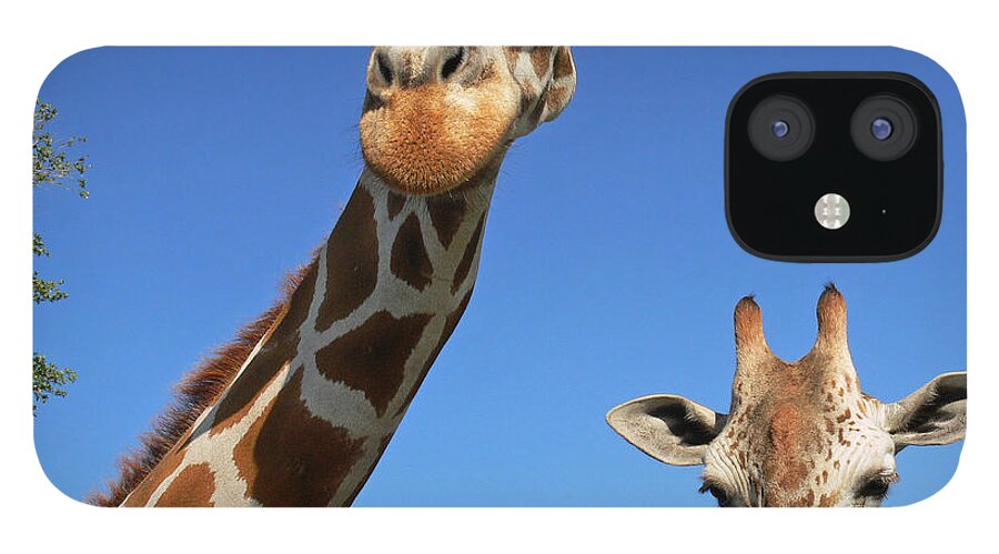 Giraffe iPhone 12 Case featuring the photograph Giraffes by Steven Sparks