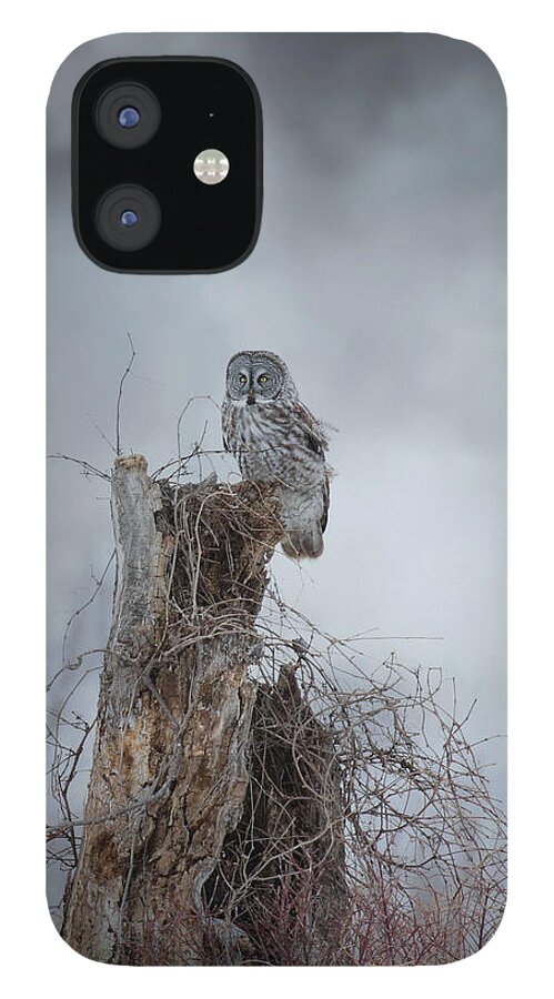 Owls iPhone 12 Case featuring the photograph Gloomy Sunday by Heather King