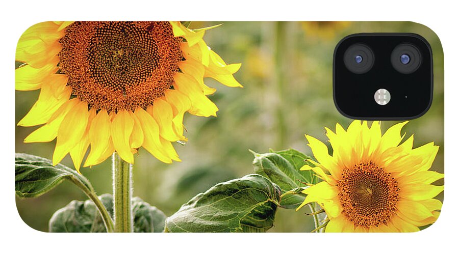 Sunflower iPhone 12 Case featuring the photograph Glowing by Elin Skov Vaeth