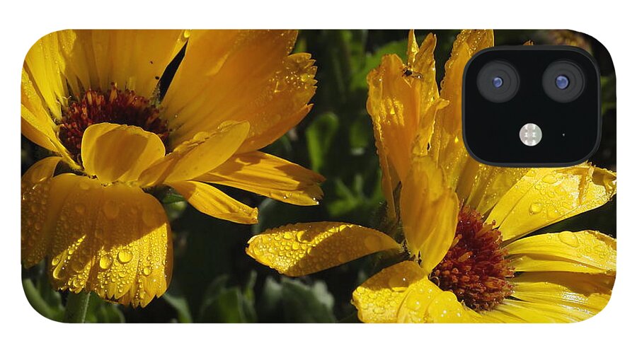 Botanical iPhone 12 Case featuring the photograph Golden Daisies by Richard Thomas