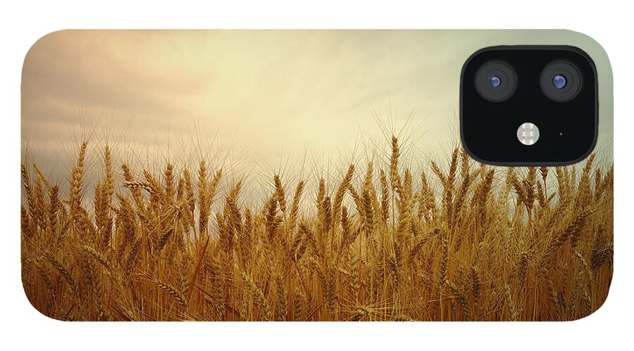 Wheat iPhone 12 Case featuring the photograph Golden Wheat by Kae Cheatham