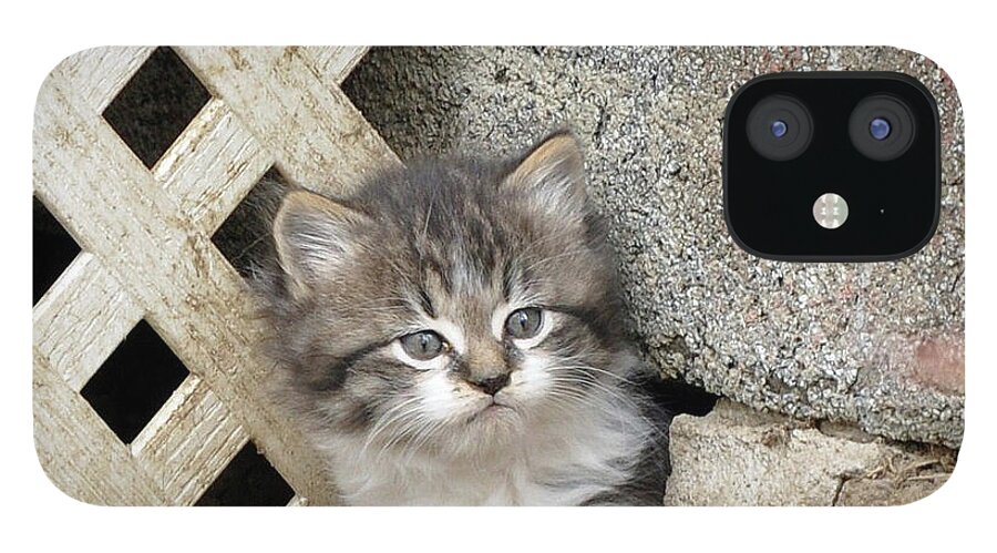 Kittens iPhone 12 Case featuring the painting Gray and White Kitten by Reb Frost