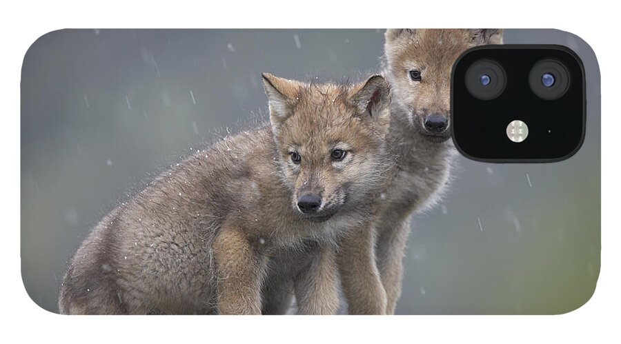 Mp iPhone 12 Case featuring the photograph Gray Wolf Canis Lupus Pups In Light by Tim Fitzharris