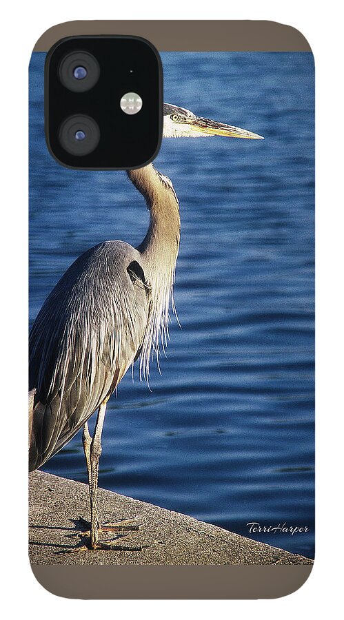 Great Blue Heron iPhone 12 Case featuring the photograph Great Blue Heron At Put-in-Bay by Terri Harper